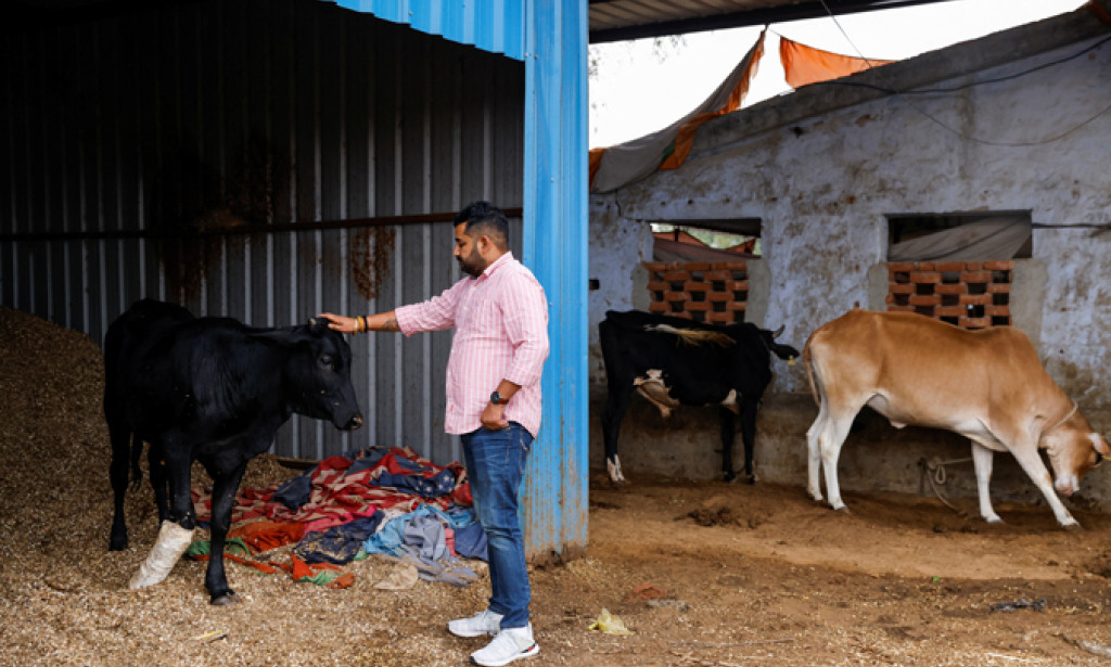 India’s far-right cow vigilantes bolster clout before high-stake elections